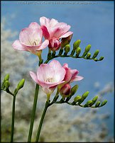 www.floristic.ru - . Freesia - 