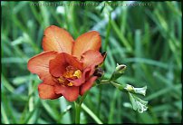 www.floristic.ru - . Freesia - 