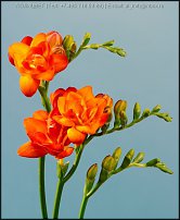 www.floristic.ru - . Freesia - 