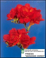 www.floristic.ru - . Freesia - 