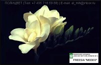 www.floristic.ru - . Freesia - 