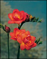 www.floristic.ru - . Freesia - 