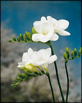 www.floristic.ru - . Freesia - 