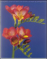 www.floristic.ru - . Freesia - 