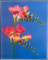 www.floristic.ru - . Freesia - 