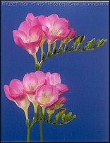 www.floristic.ru - . Freesia - 