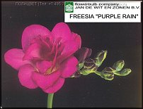 www.floristic.ru - . Freesia - 