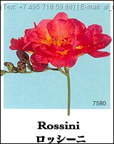 www.floristic.ru - . Freesia - 