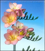 www.floristic.ru - . Freesia - 