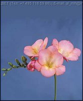 www.floristic.ru - . Freesia - 