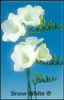 www.floristic.ru - . Freesia - 