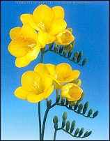 www.floristic.ru - . Freesia - 