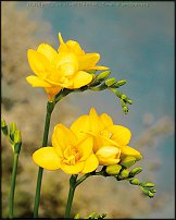 www.floristic.ru - . Freesia - 