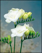 www.floristic.ru - . Freesia - 