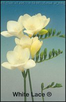 www.floristic.ru - . Freesia - 