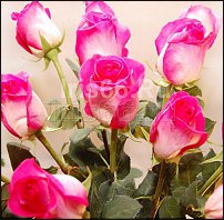 www.floristic.ru - . 