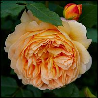 www.floristic.ru - Флористика. Роза