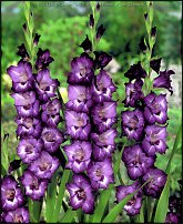 www.floristic.ru - . 