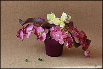 www.floristic.ru - .      .