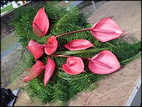 www.floristic.ru - . Robert Koene -  