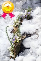 www.floristic.ru - Флористика. Победители и участники