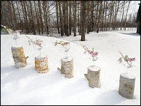 www.floristic.ru - Флористика. Март - 2011 - Весенний ручей
