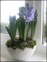 www.floristic.ru - .  