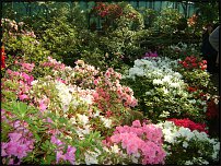 www.floristic.ru - Флористика. Ботанический сад Санкт-Петербург.