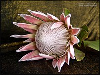 www.floristic.ru - . (Protea)