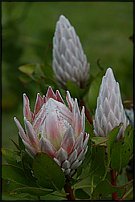 www.floristic.ru - . (Protea)