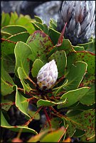 www.floristic.ru - . (Protea)