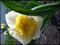 www.floristic.ru - . -Narcissus