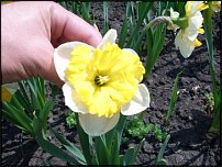 www.floristic.ru - . -Narcissus