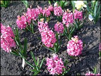 www.floristic.ru - . Hyacinthus - 