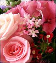 www.floristic.ru - . !!!!!