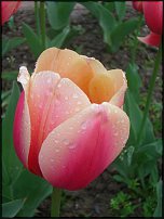 www.floristic.ru - . .