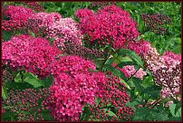 www.floristic.ru - .    