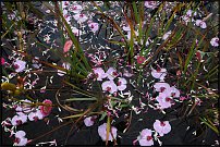 www.floristic.ru - .  .