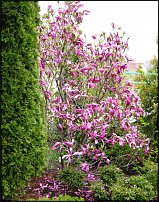 www.floristic.ru - . , !