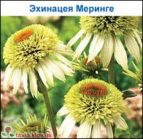 www.floristic.ru - .   ...
