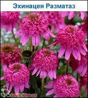 www.floristic.ru - .   ...