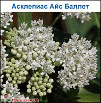 www.floristic.ru - .   ...