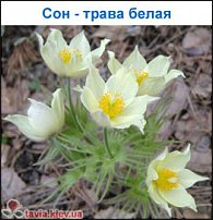 www.floristic.ru - .   ...