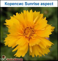 www.floristic.ru - .   ...