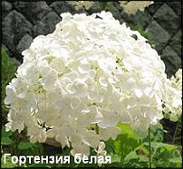 www.floristic.ru - .   ...