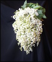 www.floristic.ru - .  