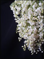 www.floristic.ru - .  