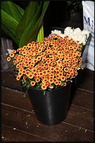 www.floristic.ru - .       , 