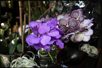 www.floristic.ru - .       , 