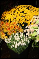 www.floristic.ru - .       , 